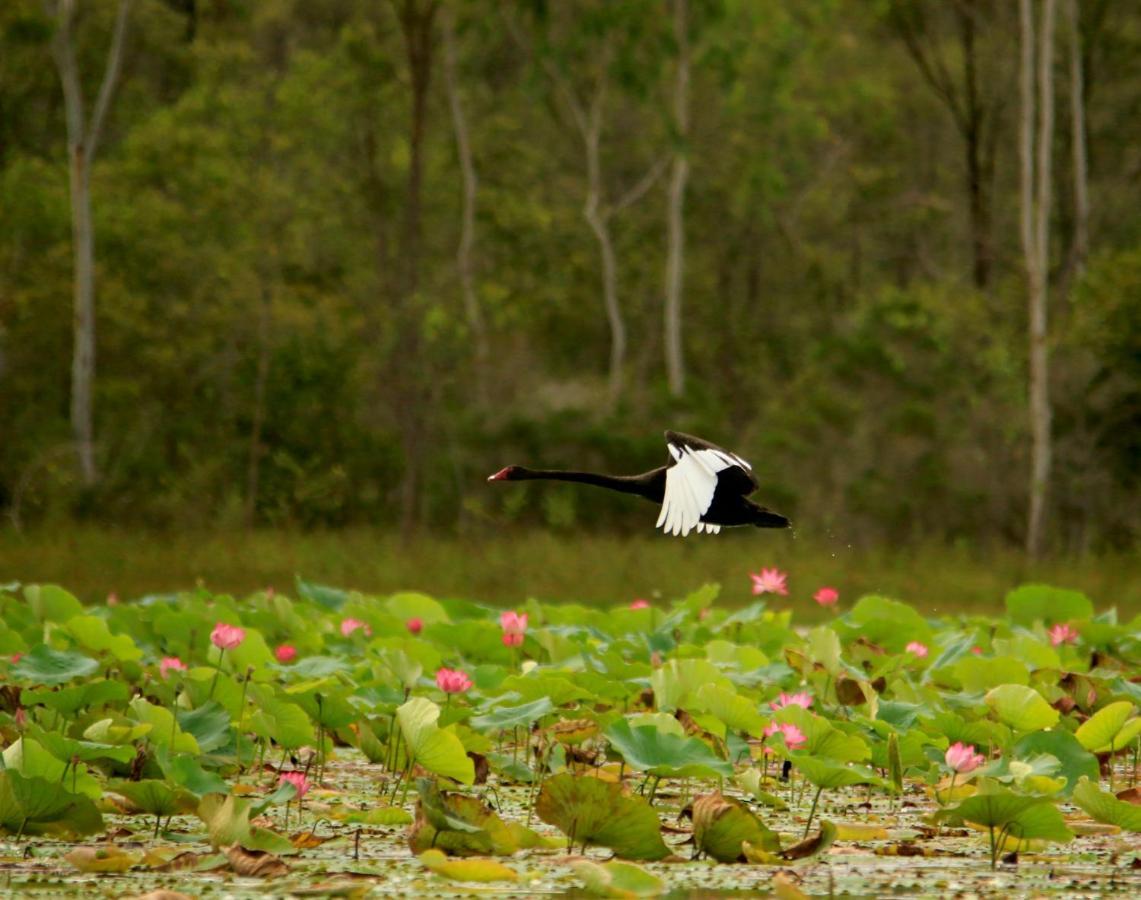 Luxury tent Wild Nature Lodge, Mareeba Wetlands Biboohra