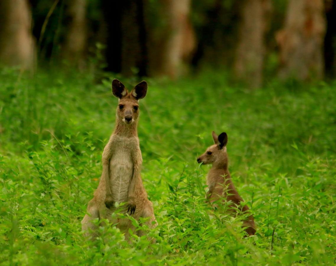 Wild Nature Lodge, Mareeba Wetlands Biboohra